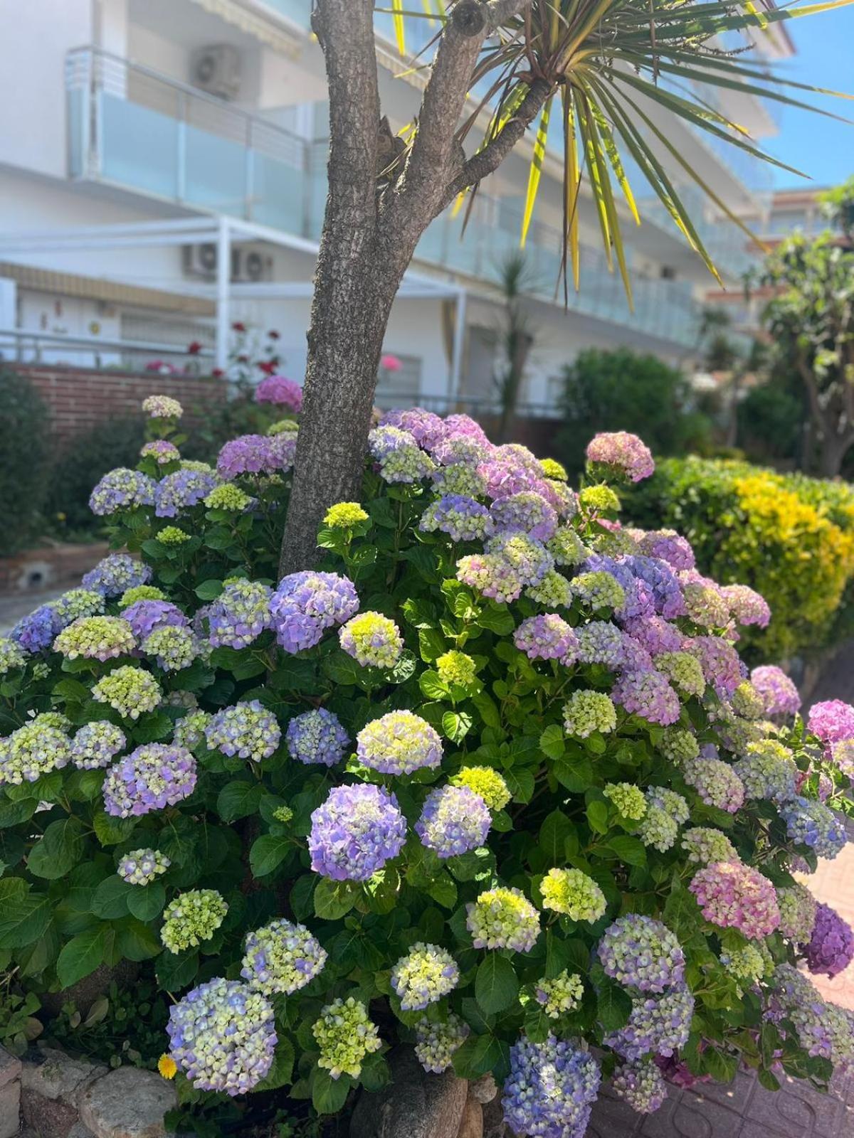 Apartamento Apcostas Els Pins Lotus Blanes Exterior foto
